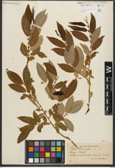 Foto von Salix triandra L.